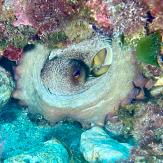 APSAD93 | Section PLONGEE