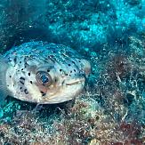 APSAD93 | Section PLONGEE