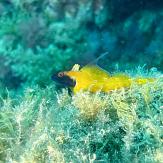 APSAD93 | Section PLONGEE