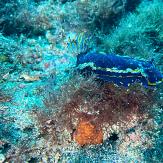 APSAD93 | Section PLONGEE