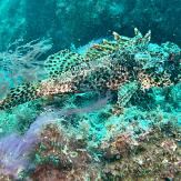 APSAD93 | Section PLONGEE