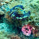 APSAD93 | Section PLONGEE