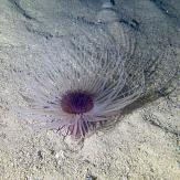 APSAD93 | Section PLONGEE