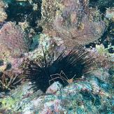 APSAD93 | Section PLONGEE