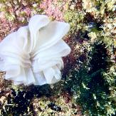 APSAD93 | Section PLONGEE