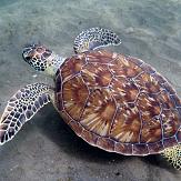 APSAD93 | Section PLONGEE